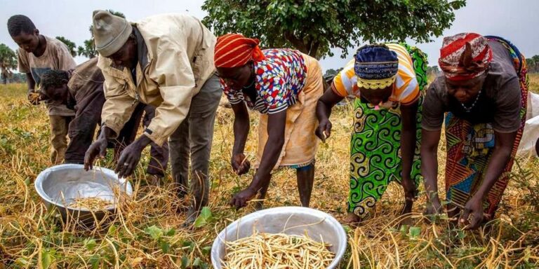 Africa must pull together to sow seeds of food security