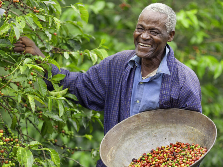 Insights: Can African agriculture contribute to Net Zero