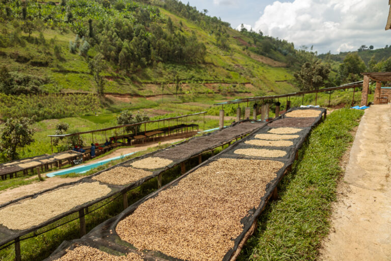 Rwanda Agriculture Sector Outlook Ahead of 2024 AFS Forum