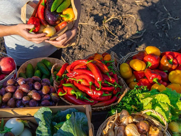 Leveraging a digital platform to strengthen food systems policies in Africa