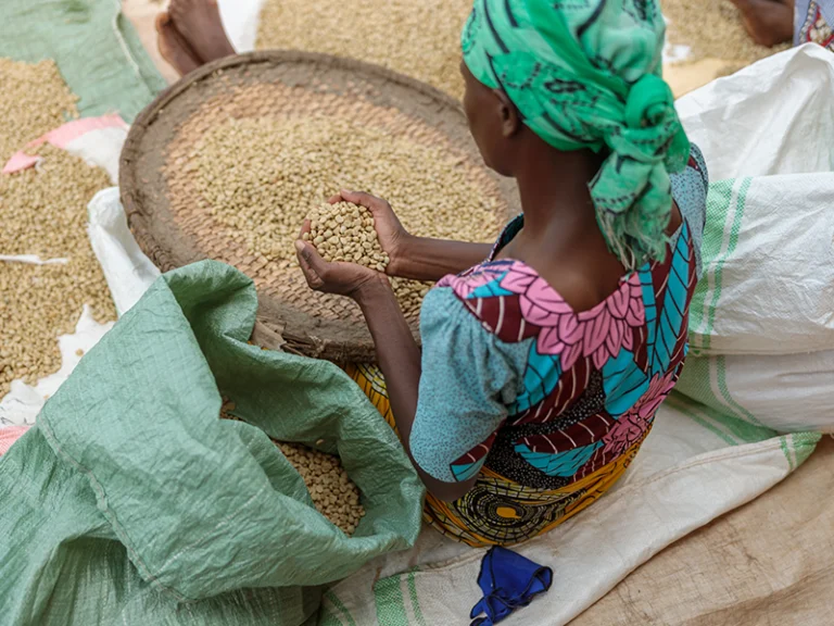 Climate-Resilient Crops are Key to Africa’s Food and Nutrition Security