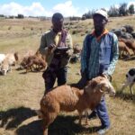 From promise to profit: small ruminants transform livelihoods in Ethiopia