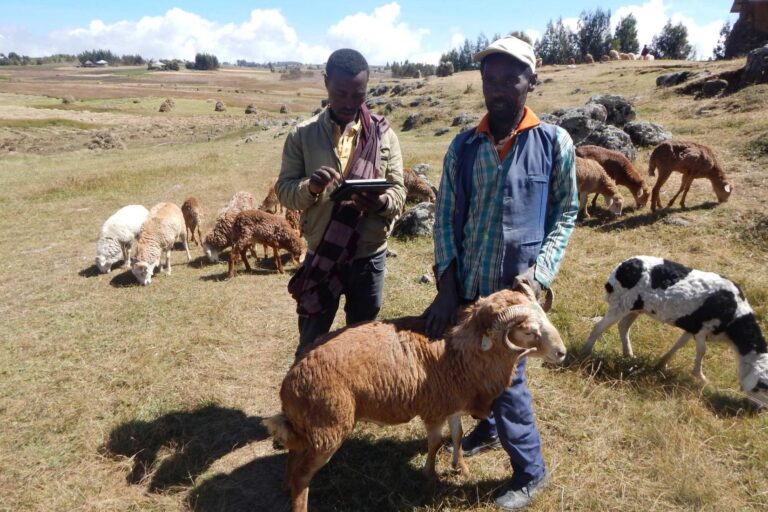 From promise to profit: small ruminants transform livelihoods in Ethiopia