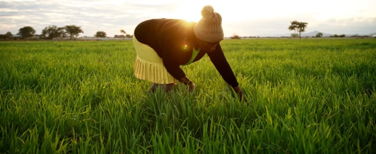 Seeds of Change: How Climate-Smart Farming is Transforming Lives in Mushandike, Zimbabwe