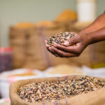 Seed is part of the continental conversation: from West African fields to Kigali