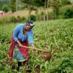 If Capital Is Available, Why Can’t Smallholder Farmers Access It?