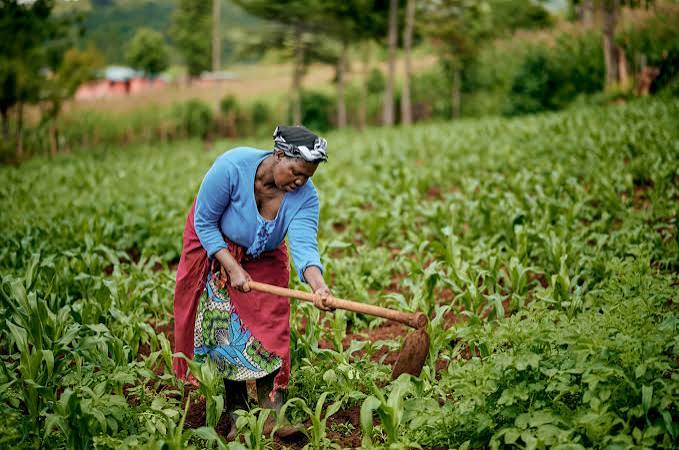 If Capital Is Available, Why Can’t Smallholder Farmers Access It?